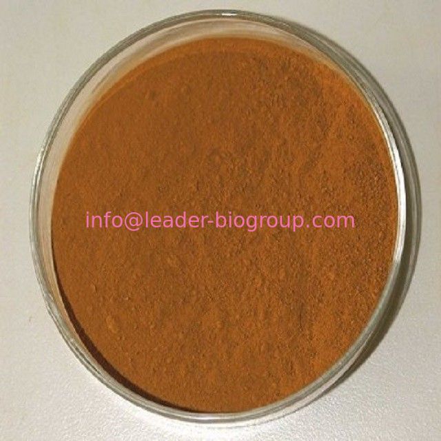 China biggest Manufacturer Factory Supply Hawthorn Extract